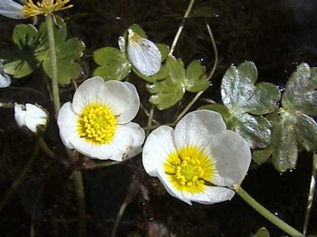 quale Ranunculus? Ranunculus peltatus Schrank